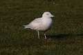 glaucous gull, glaucous gulls-10